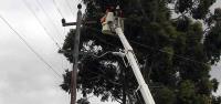 Tree Surgeons of WA image 2